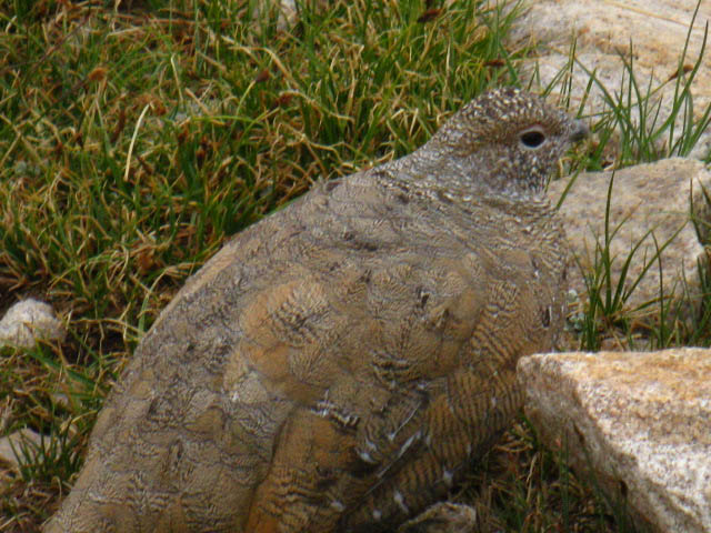 Camp Visitor South of Mather Pass.
